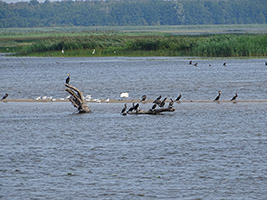 Das Delta des Flusses Nemunas bildet zusammen mit dem Delta der Memel ein riesiges Naturreservat, das auch ein besonderes Volgelparadies ist.