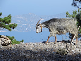 Blick auf das Meer im Norden der Insel Samos über die Bucht von Vathy in Richtung Südosten. Eine Ziege schiebt sich auf dem Weg zur Weide ins Bild.