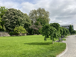Blick in den Stadtgarten von Lindau am Bodensee